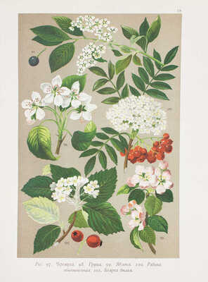 Гофман К. Ботанический атлас по системе де-Кандоля... СПб., 1897.